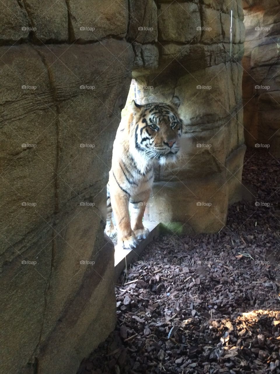 Tiger, London Zoo