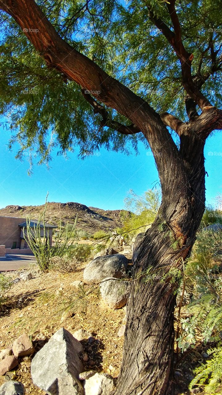 Seeking shade on a sunny blue sky day in the desert of Arizona.