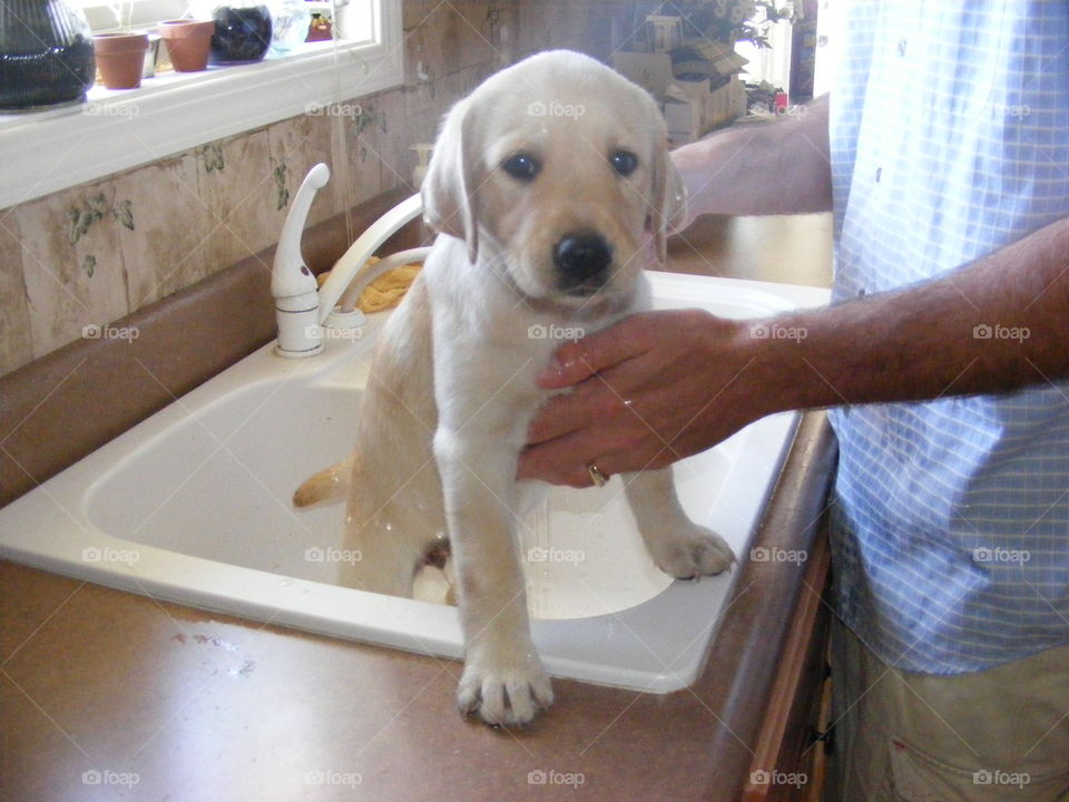 Puppy not happy about getting a bath