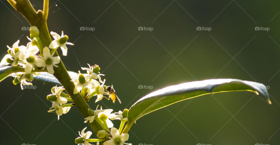 Imsect Foraging for Nectar