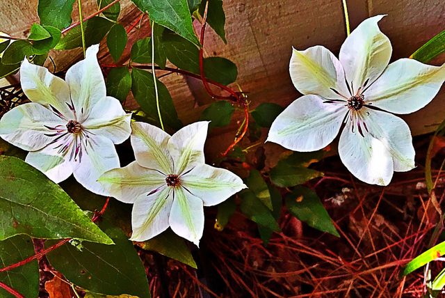 Special flowers 