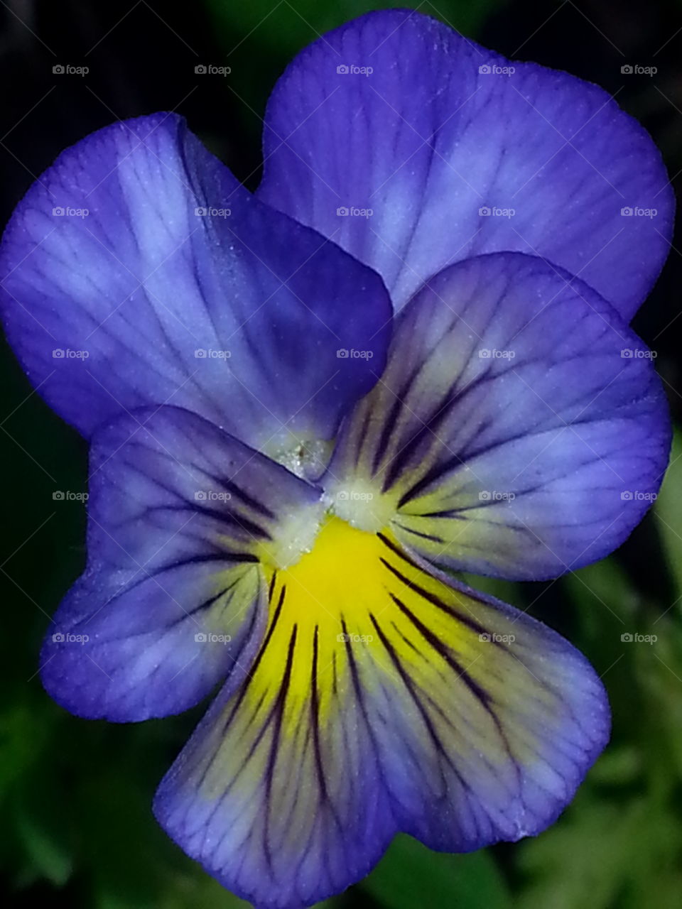 my very own pansy