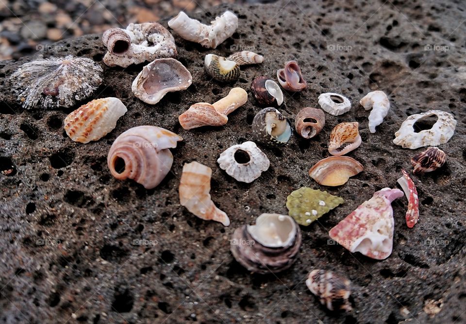 Shells shells shells