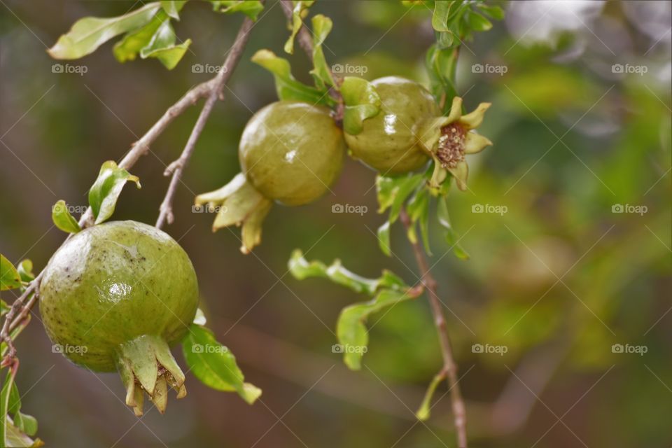 Three fruits / Três frutas