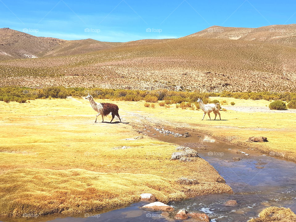 lamas on the field Sur lipez Bolivia