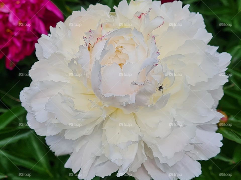 The Peony and the Ant