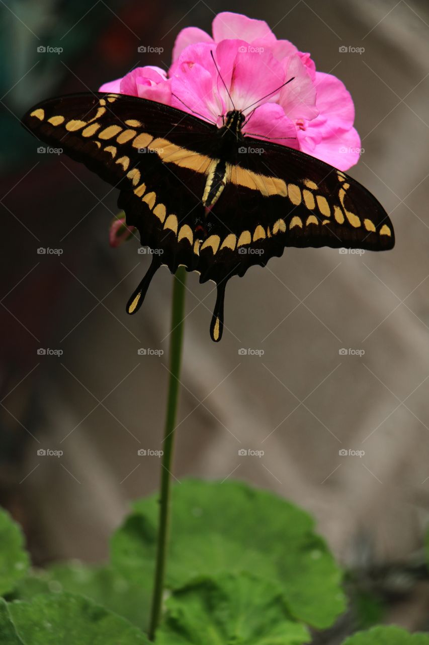 A stunning close-up macro image of a yellow and black swallowtail butterfly