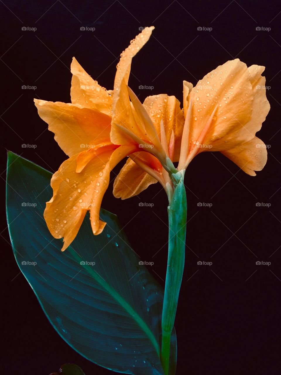 Rain drops on the flower petals 