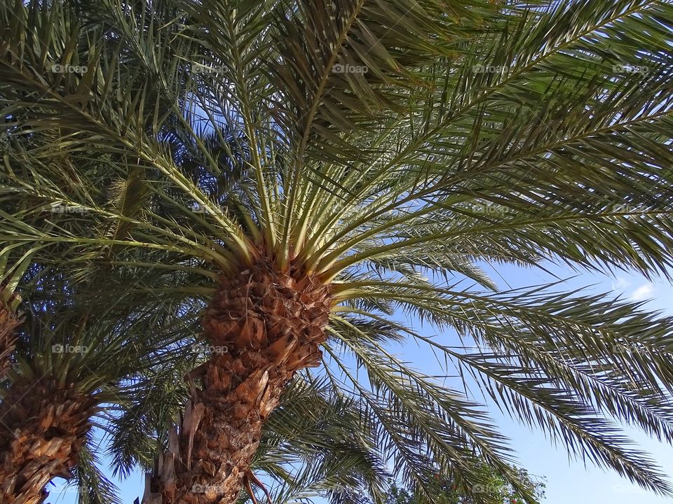 a palmtree