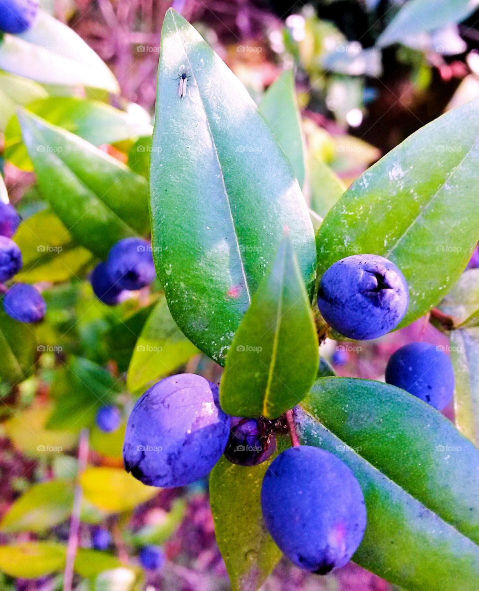 Myrtle mediterranean wildberry,from Sardinia Island
