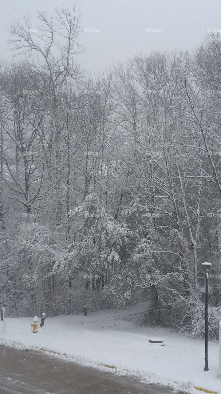 Trees after snowfall