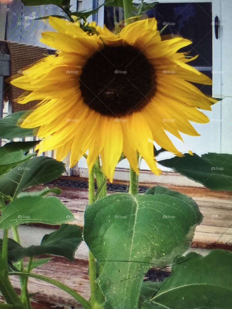 Sunflower in my sisters garden in her front yard in country.