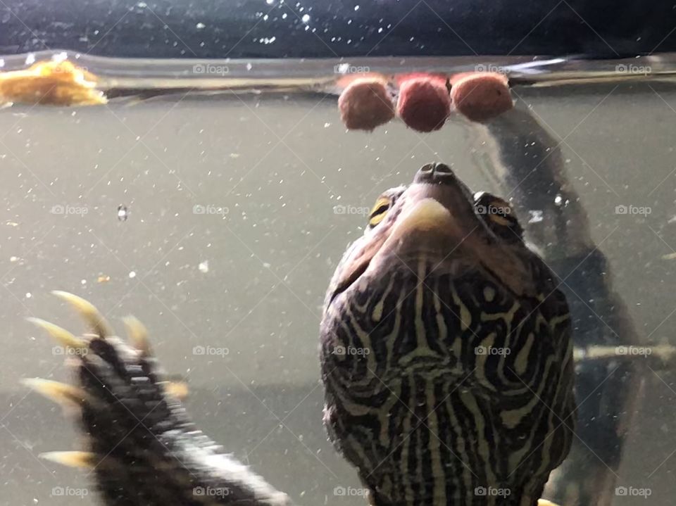 Turtle eating