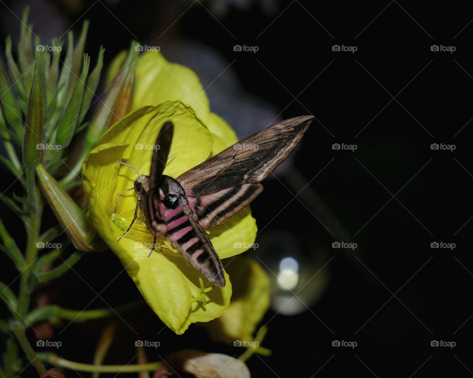 Garden nightlife