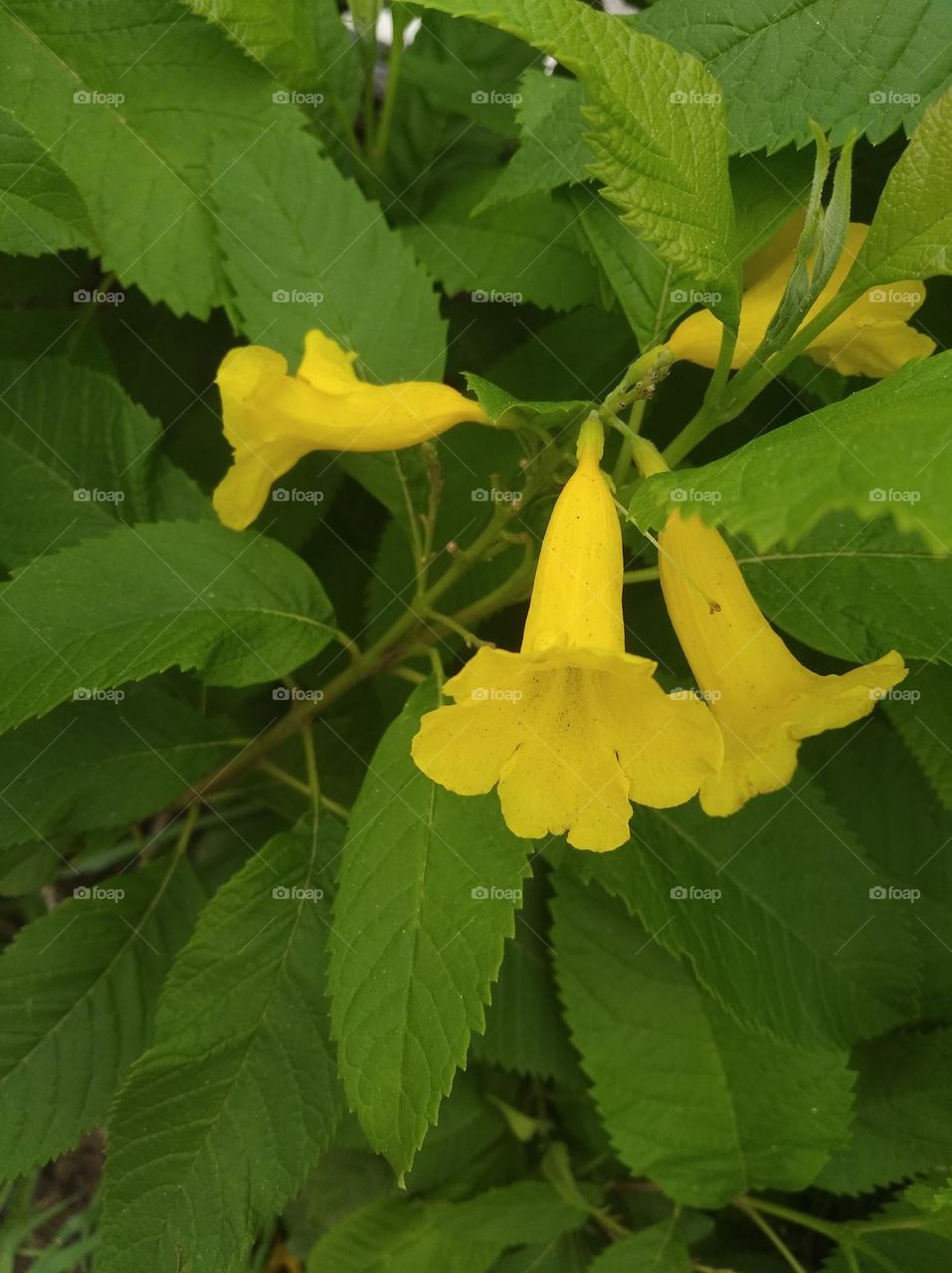 yellow flower seasonal fresh shurb small size looks very beautiful generally found everywhere seasonal