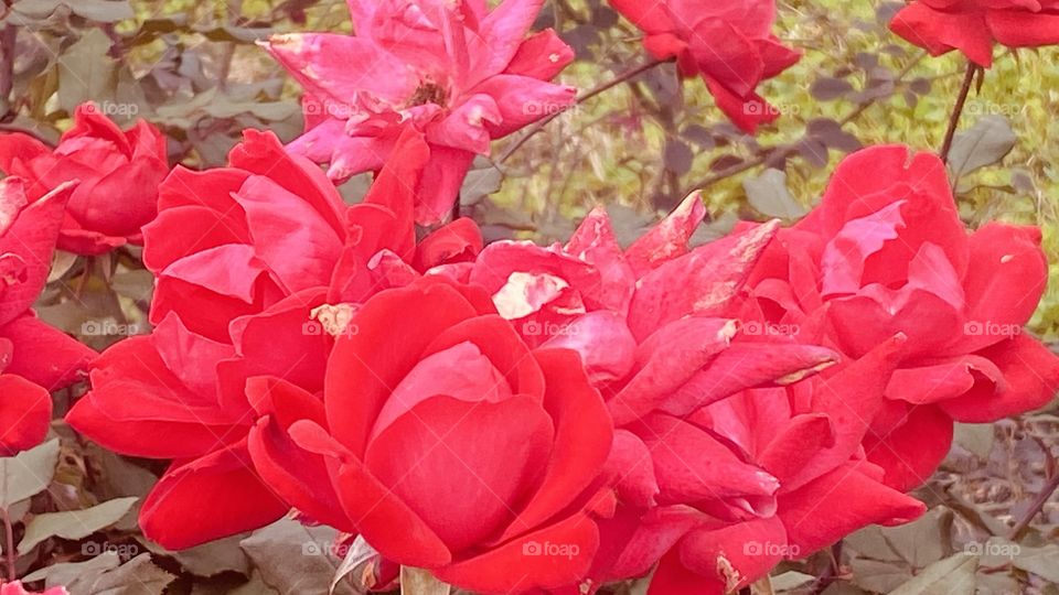 Knockout Roses in abundance bright Red with Spring Spring Showers in the Middle of Winter. 
