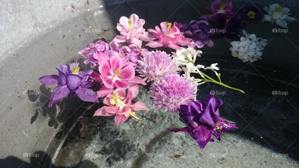 Flowers floating on water