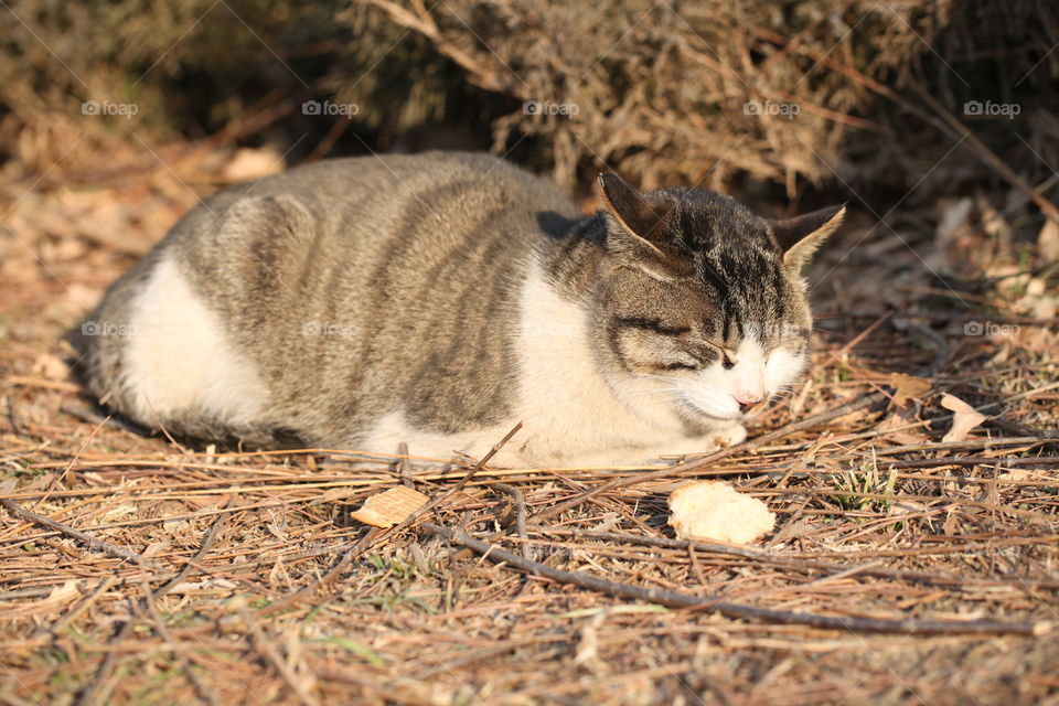 Cat sitting in straw in sun