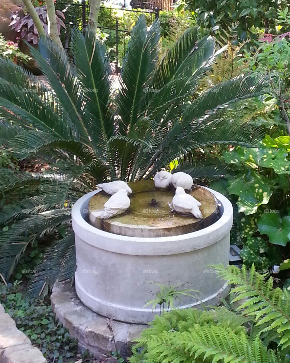 Fountain hidden behind the Palm