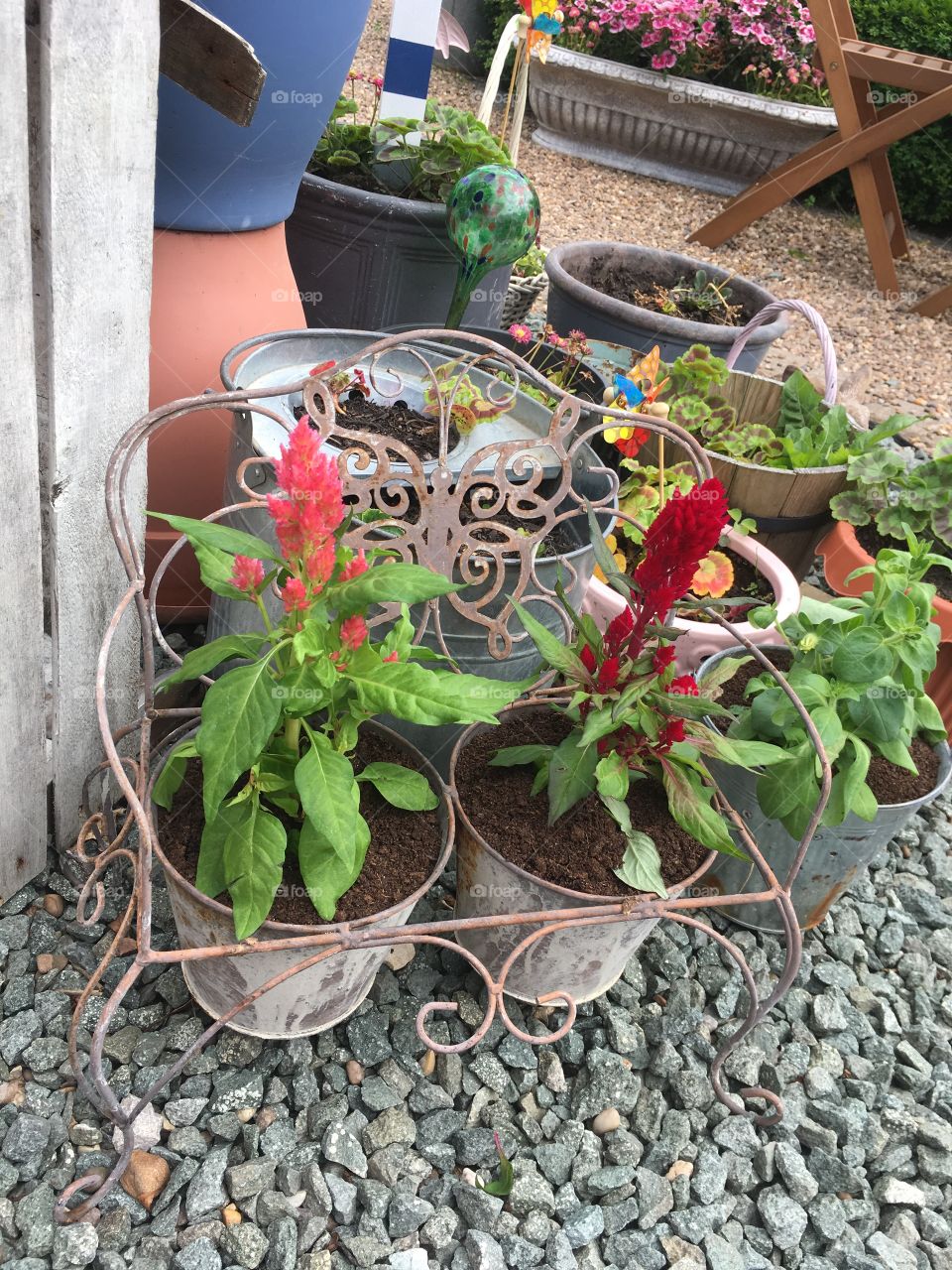 Pretty feather like plants in pots in a pretend mini chair holder with other plants in the background in a tea garden in summer 