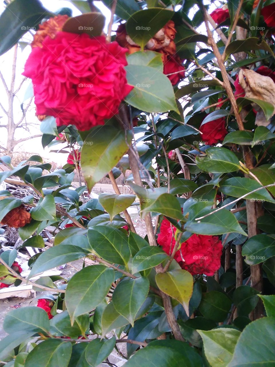 closeup of red magnolia