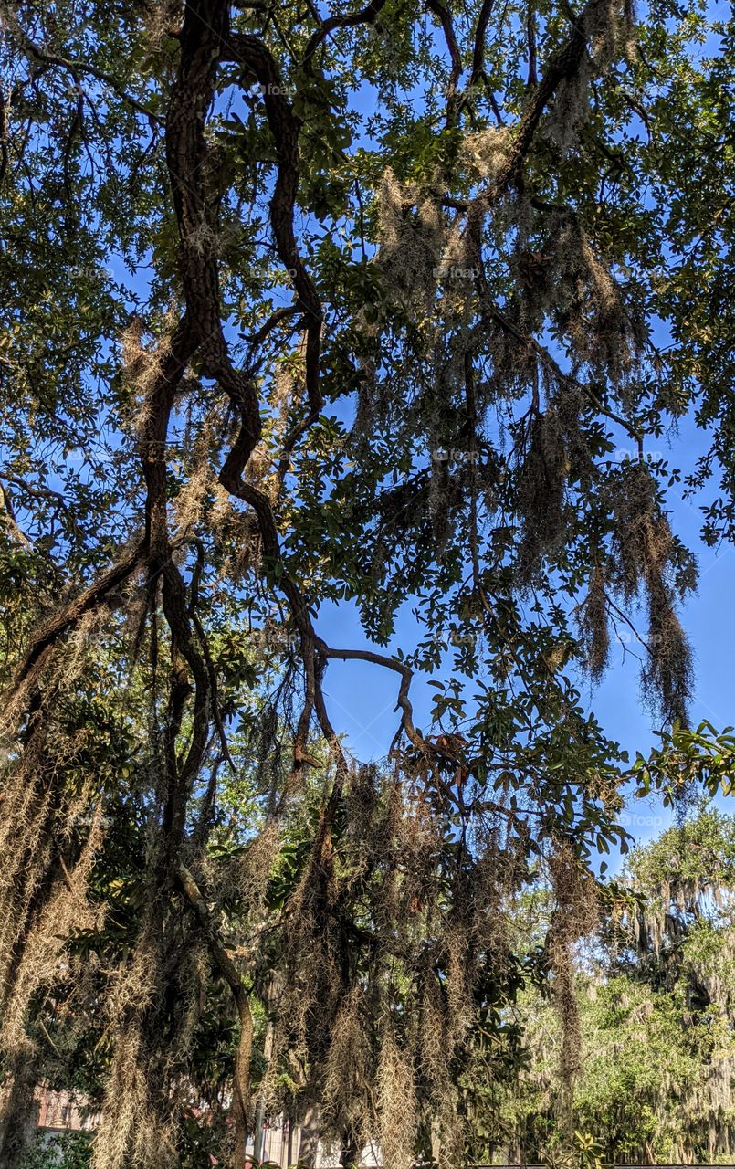 Spanish moss