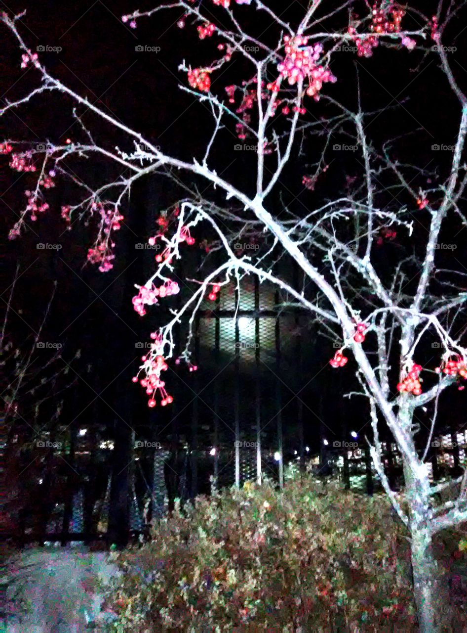 tree and a fence obstructing moon glow halo
