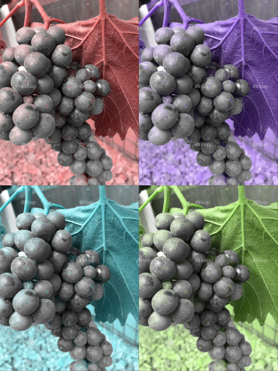 Grapes . Grapes in pop art style 