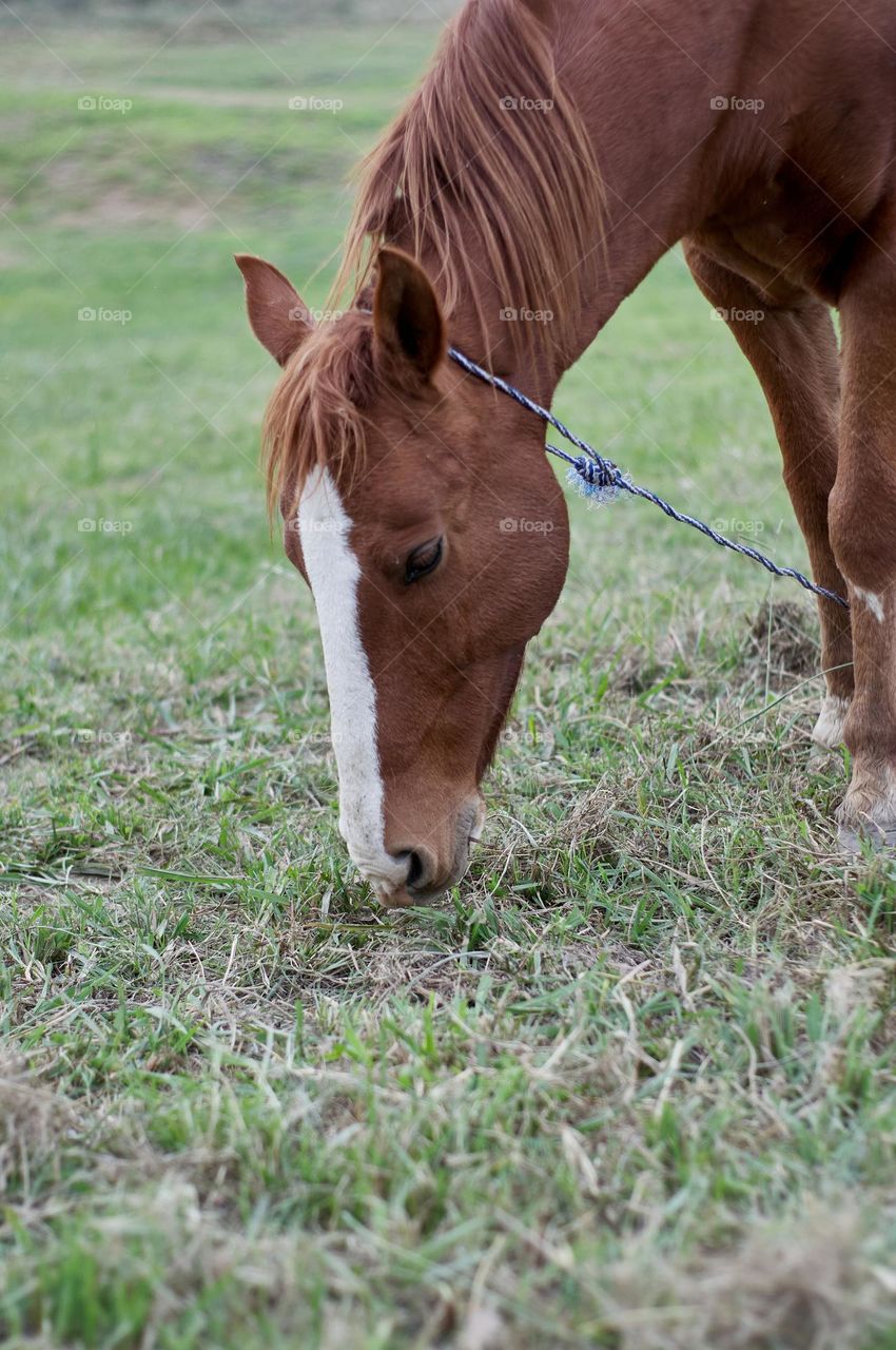 brown horse with white spots grazing in the green meadow on a cloudy day.