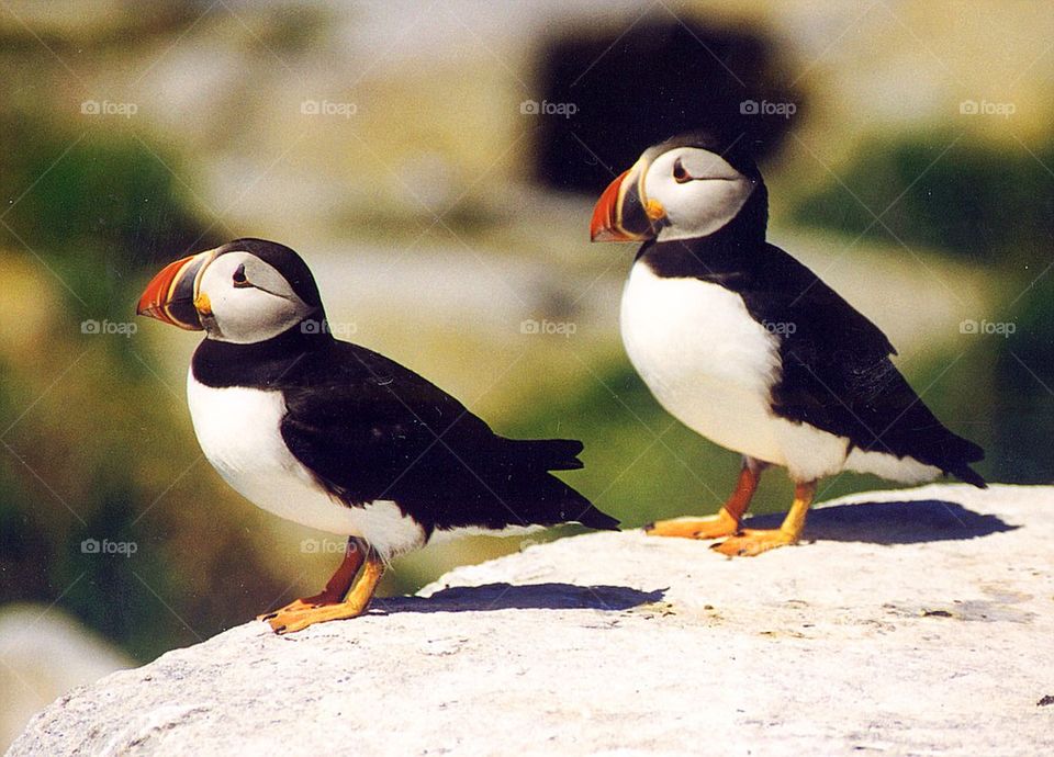 Atlantic puffins