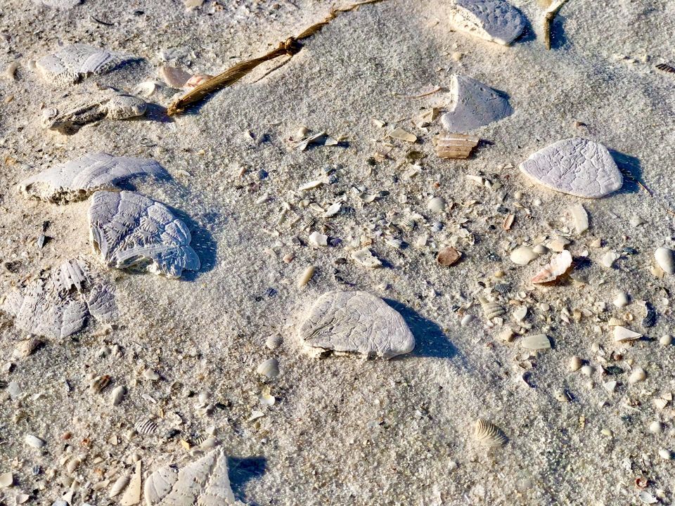 Closeup of broken sand dollars and sea shells on beach in bright sunshine 