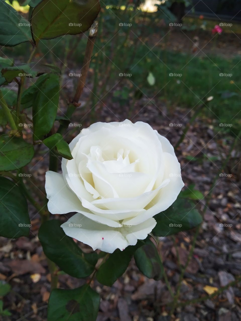 white autumn rose