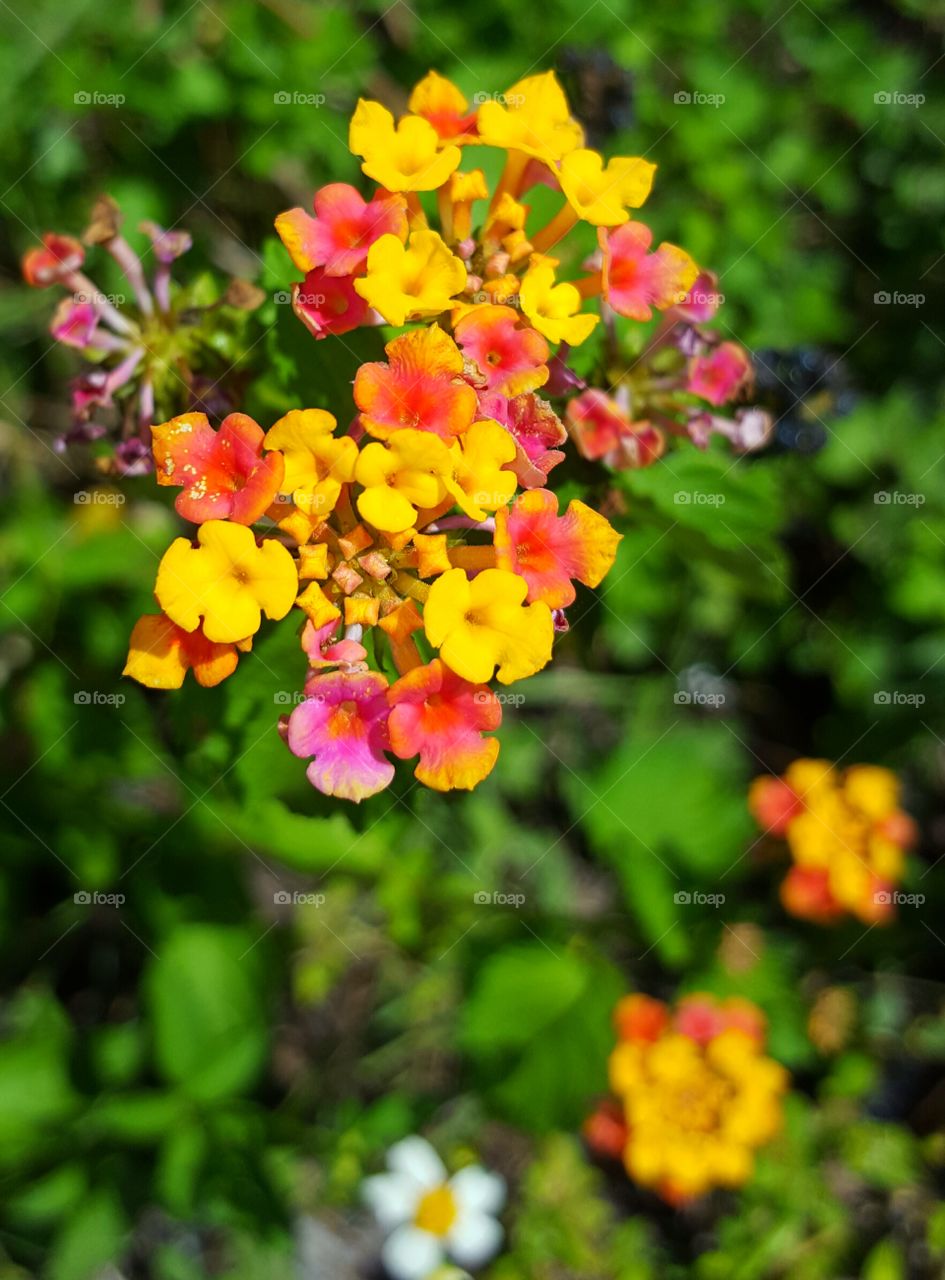 Flower, Nature, Garden, Flora, Leaf