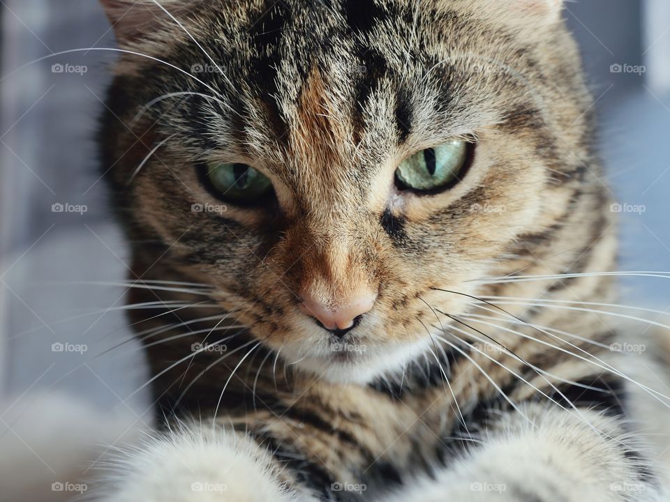 Close up portrait of tabby cat