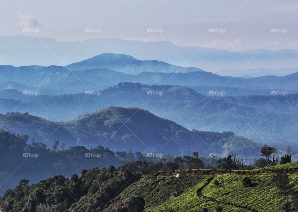 layers of mountain terrain....munnar, India.