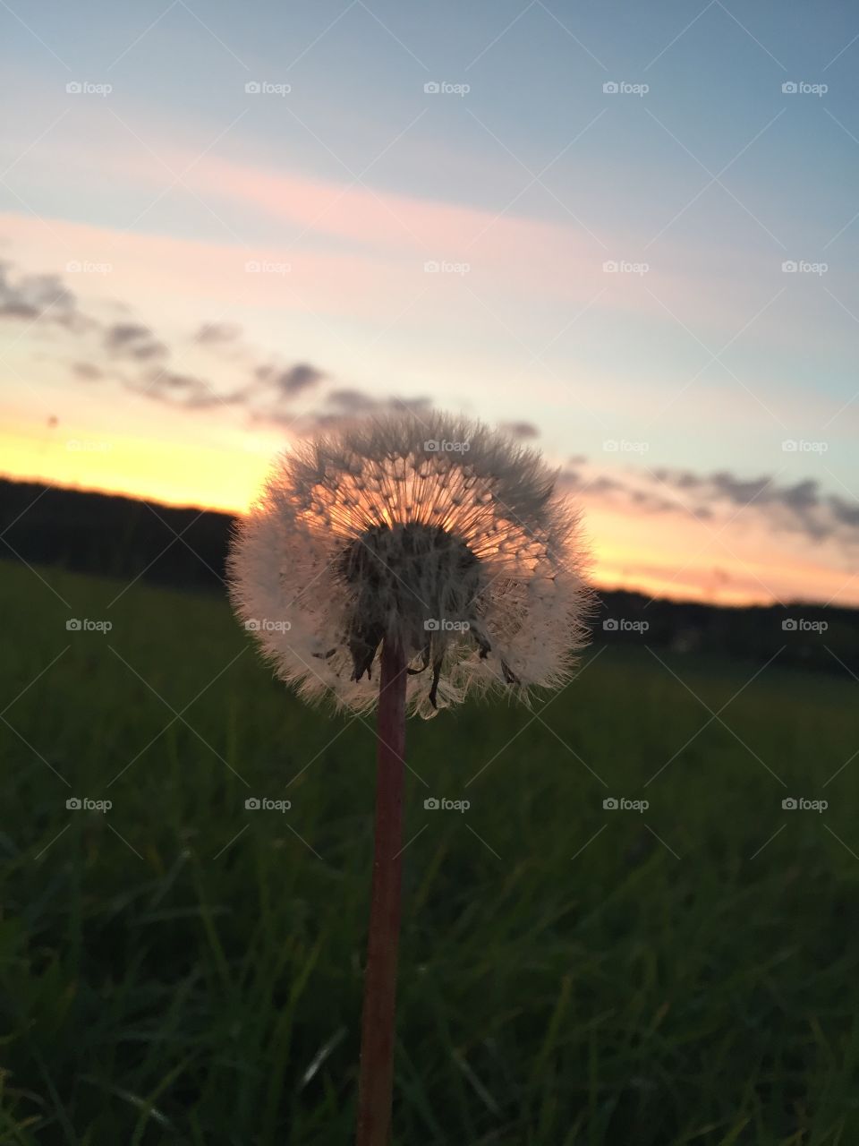 Flower in sunset