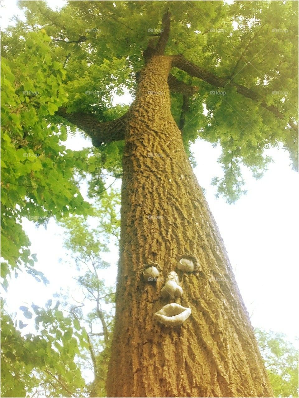 Living life as a tree