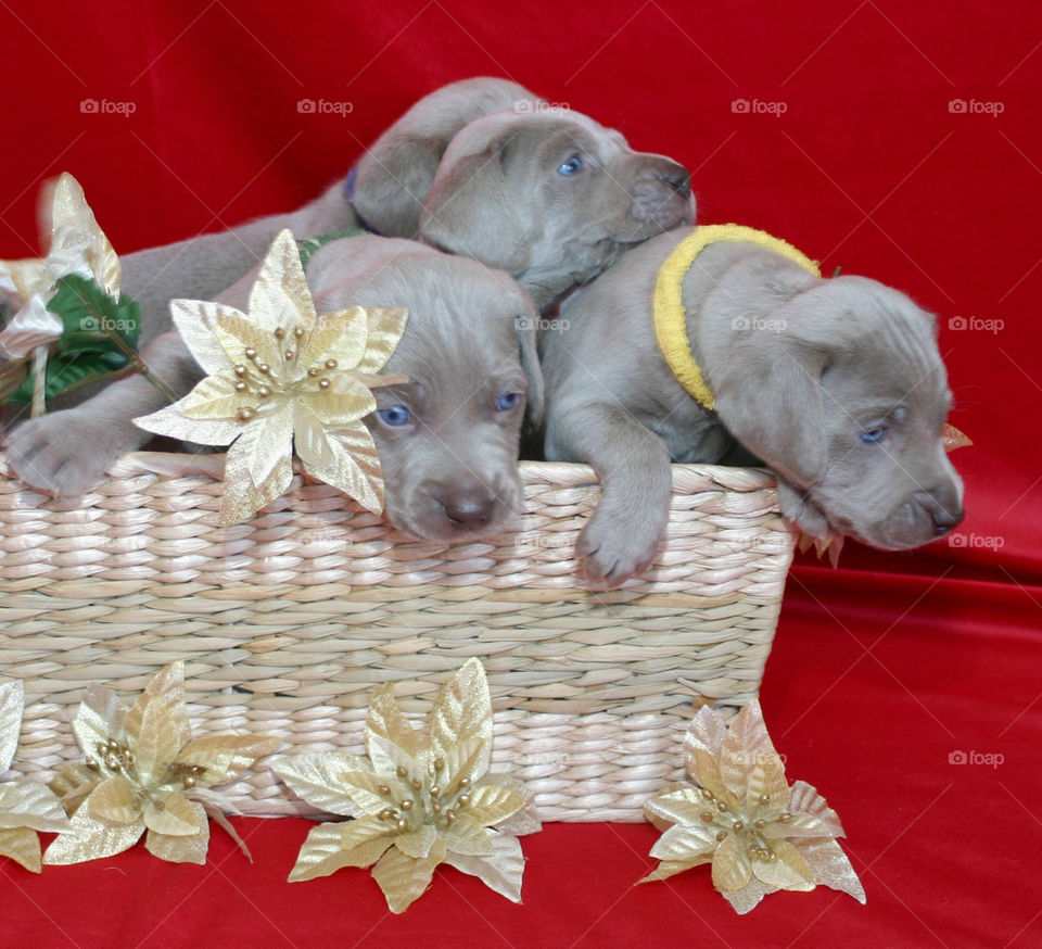 Christmas Puppies