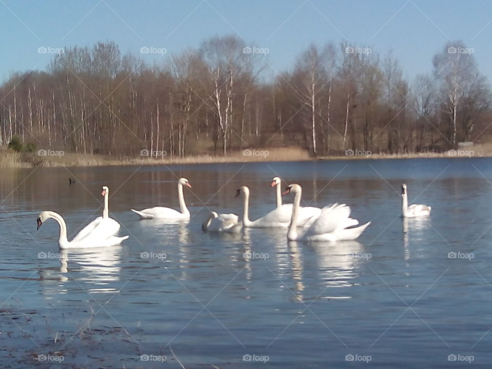 Swan, Lake, Bird, Pool, Goose