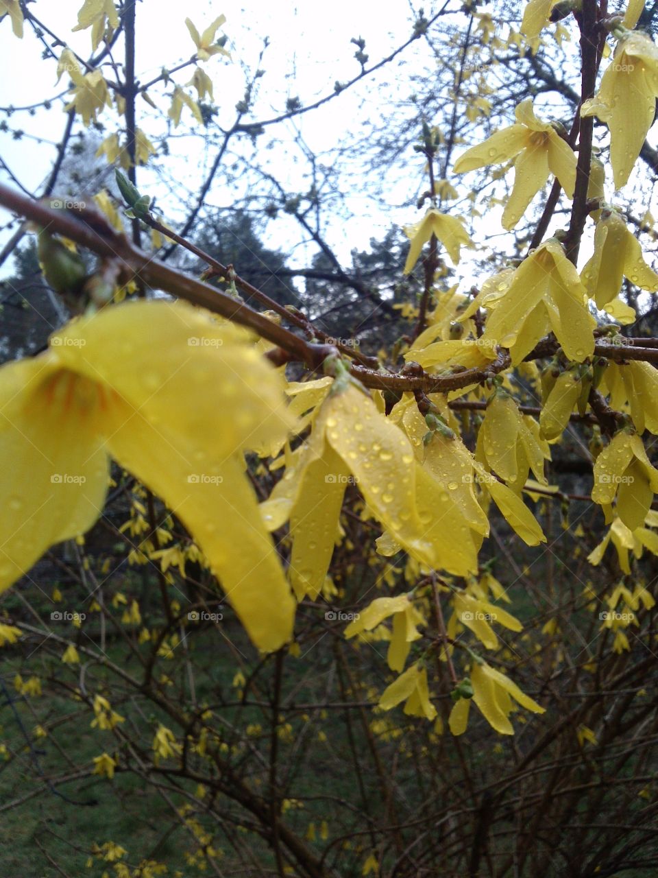 Spring shower