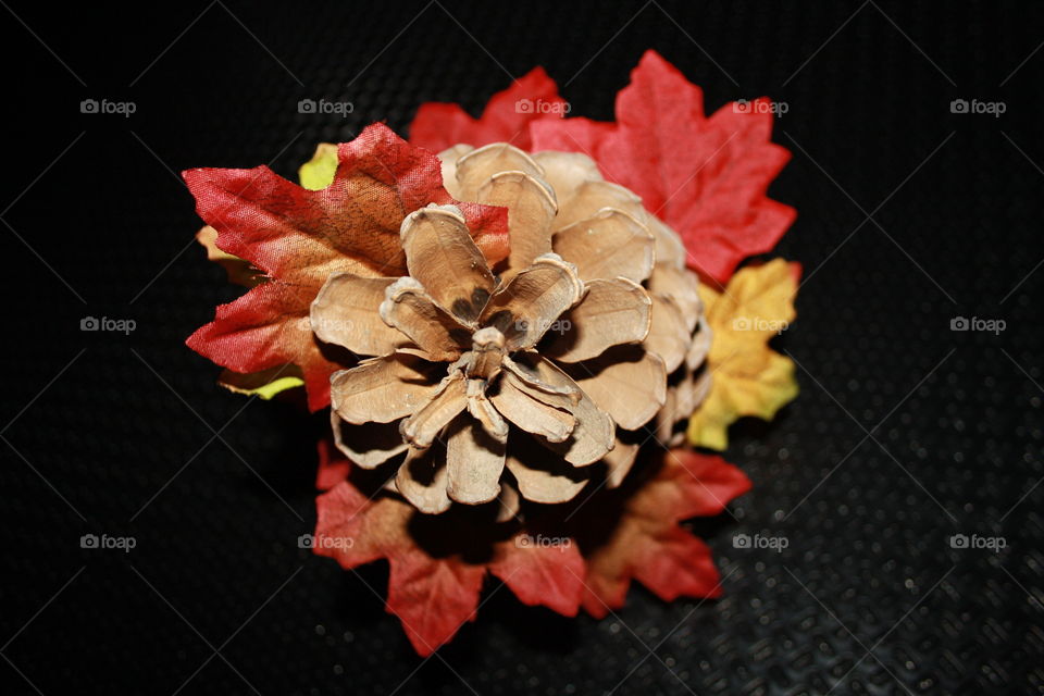 It is a pine tree. I have placed red, yellow and brown autumn leaves on it. I have put a black background to the photograph.