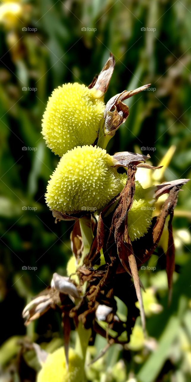 Canna indica's buds