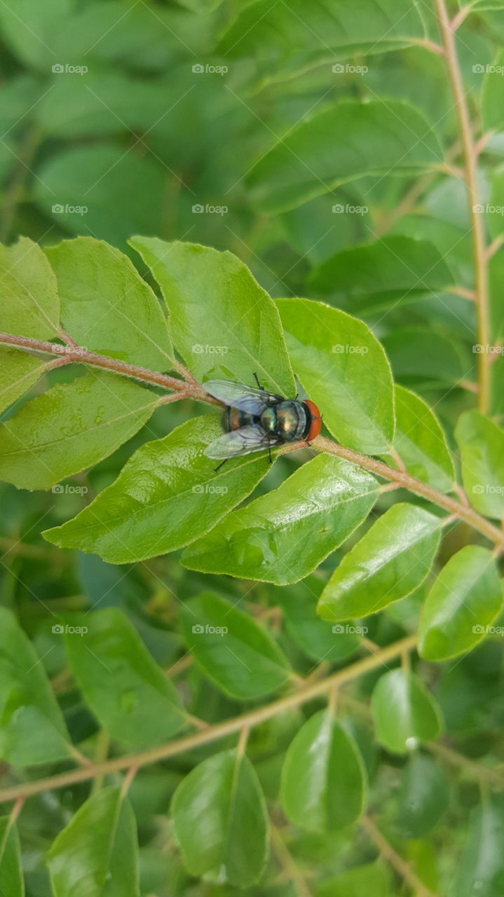 fly insect on curry leaf