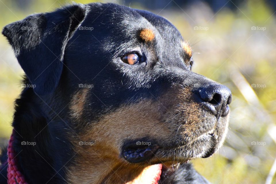 Close-up of rottweiler dog