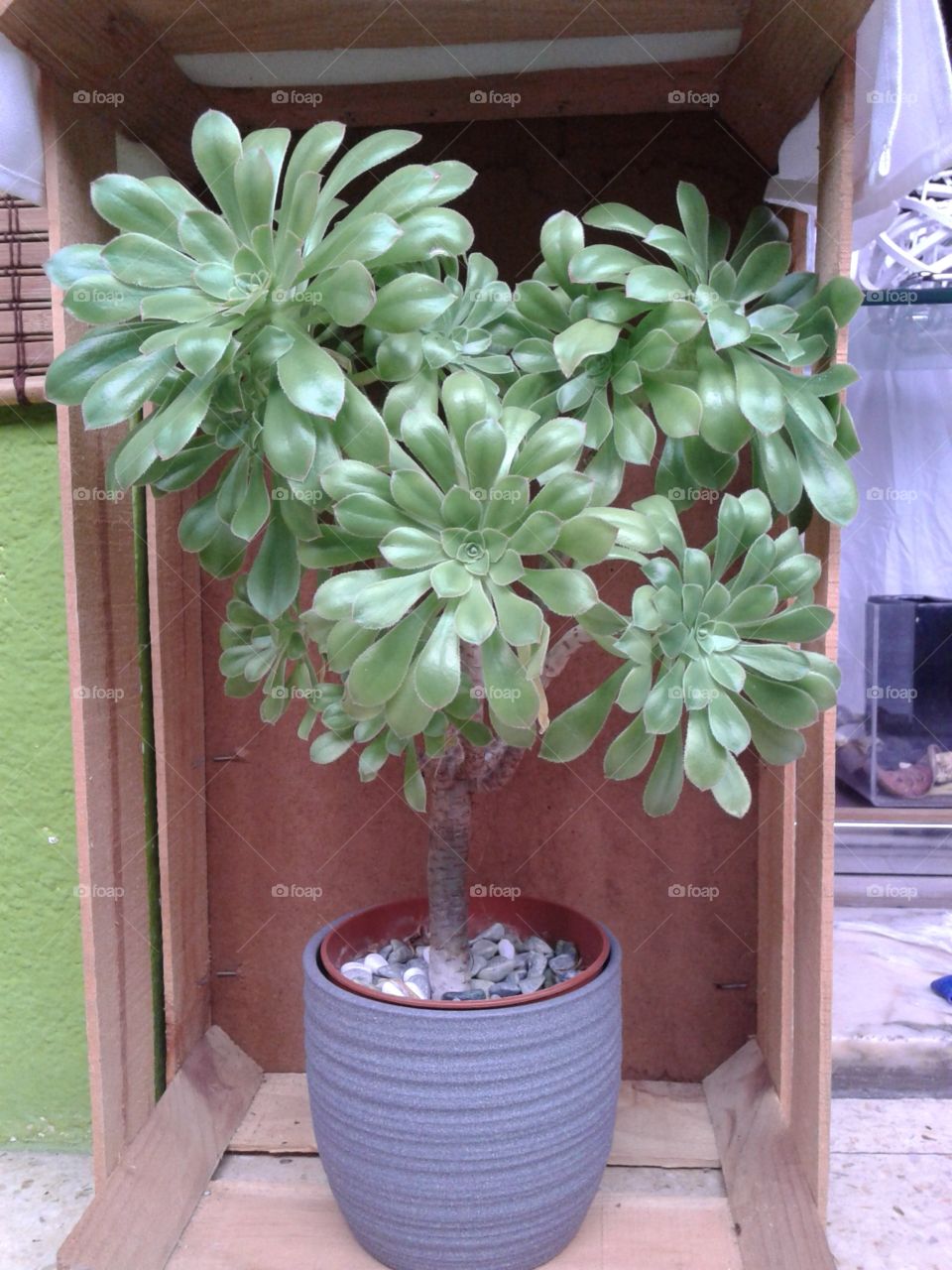 My plant <3