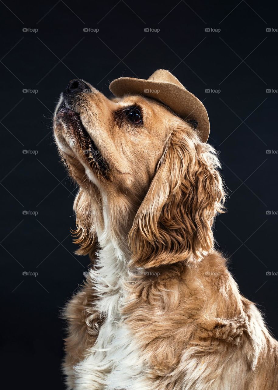 A Beautiful Dog In A Cowboy Hat Enjoying Being In The Spotlight