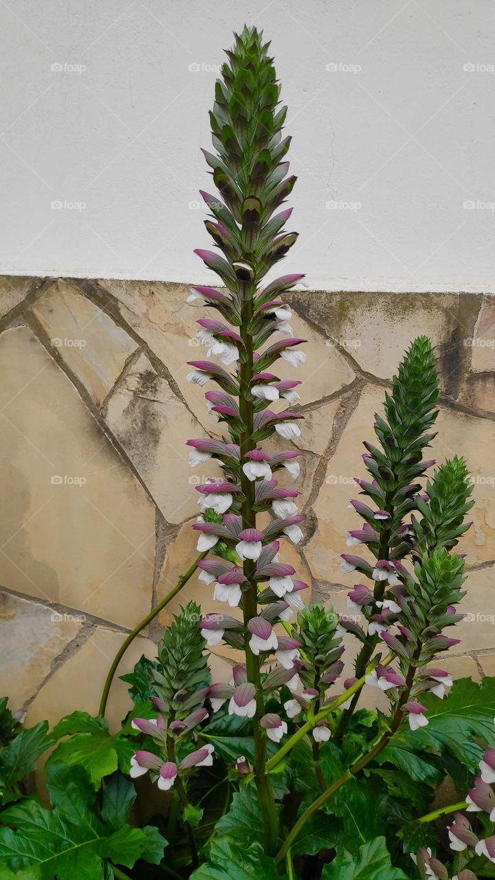 Acanthus mollis.