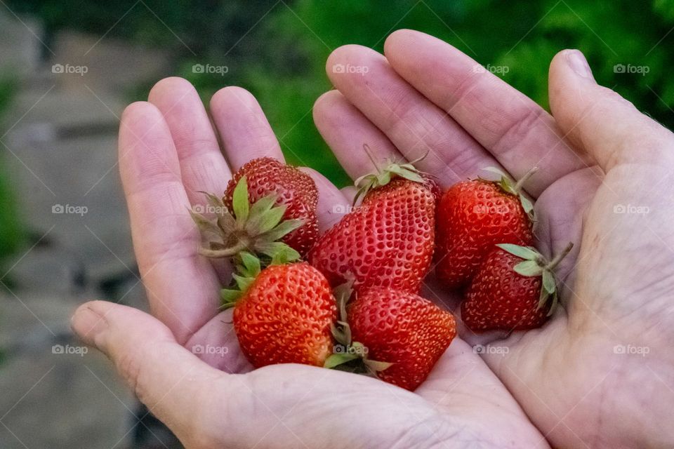 Strawberries in my hands