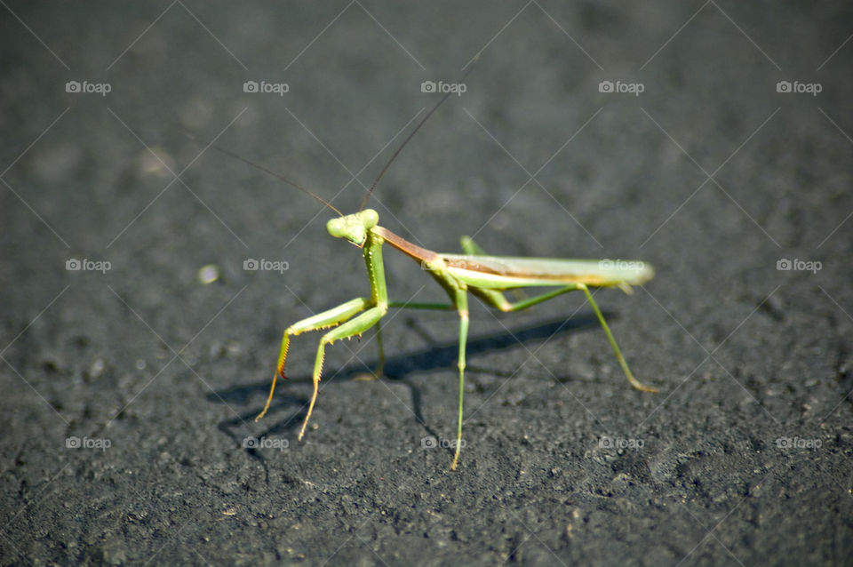green insect asphalt preying mantis by bushler14