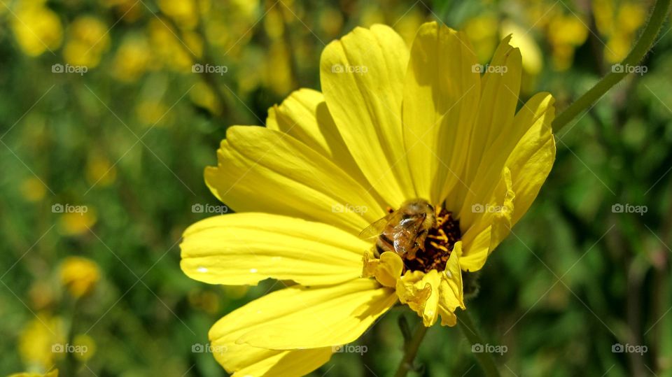 Wild field flowers